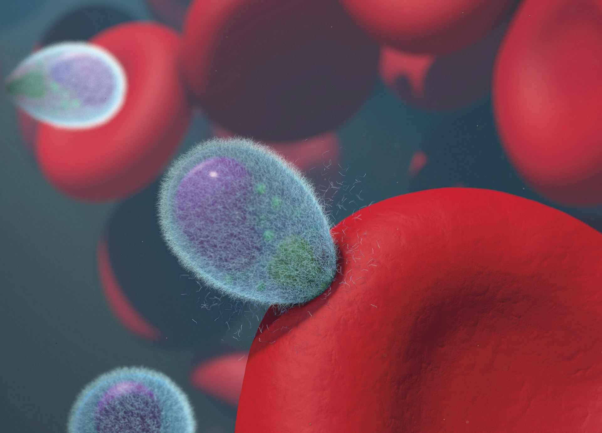 Close up of blood cells