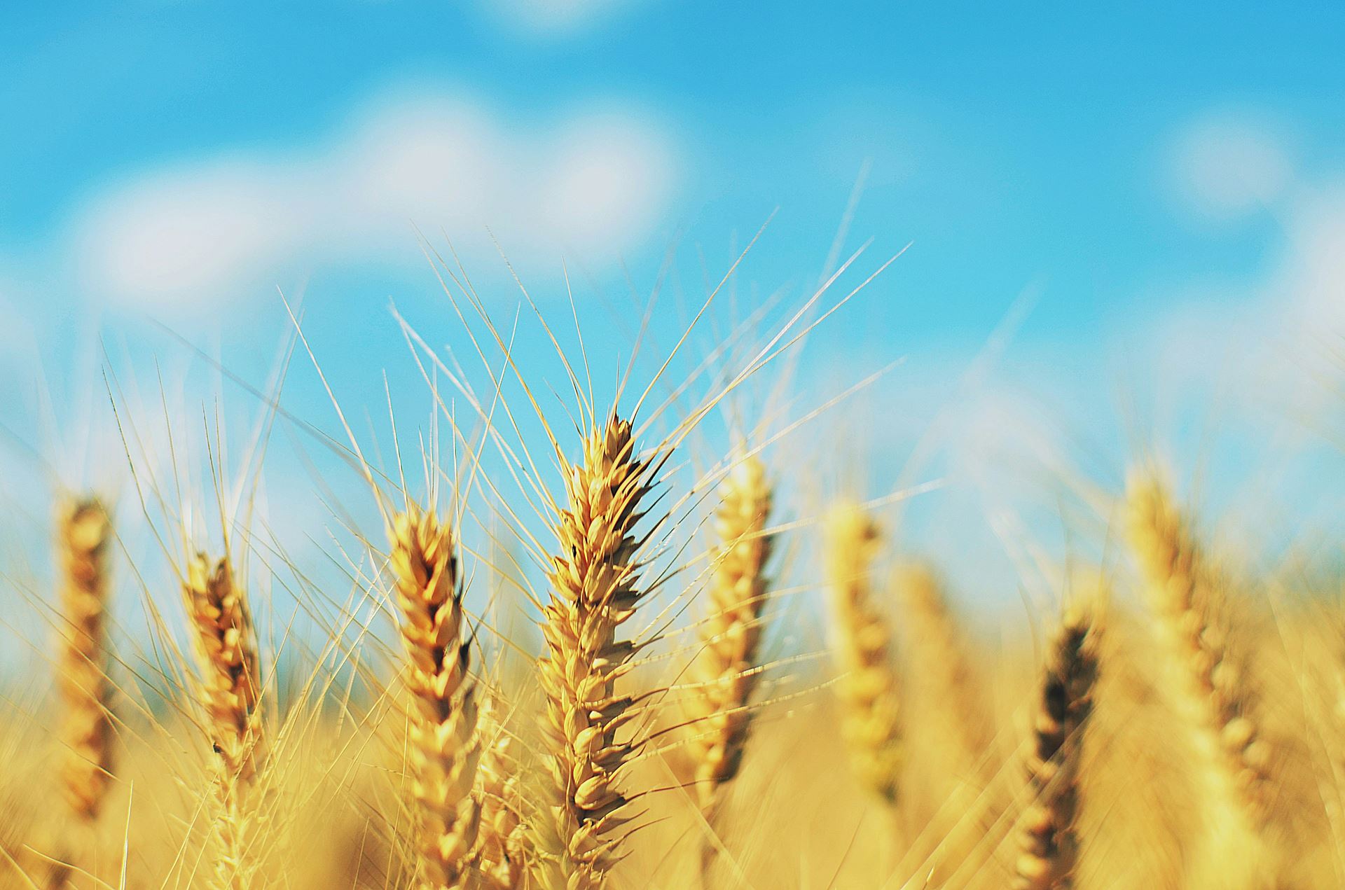 wheat with the sky in the background