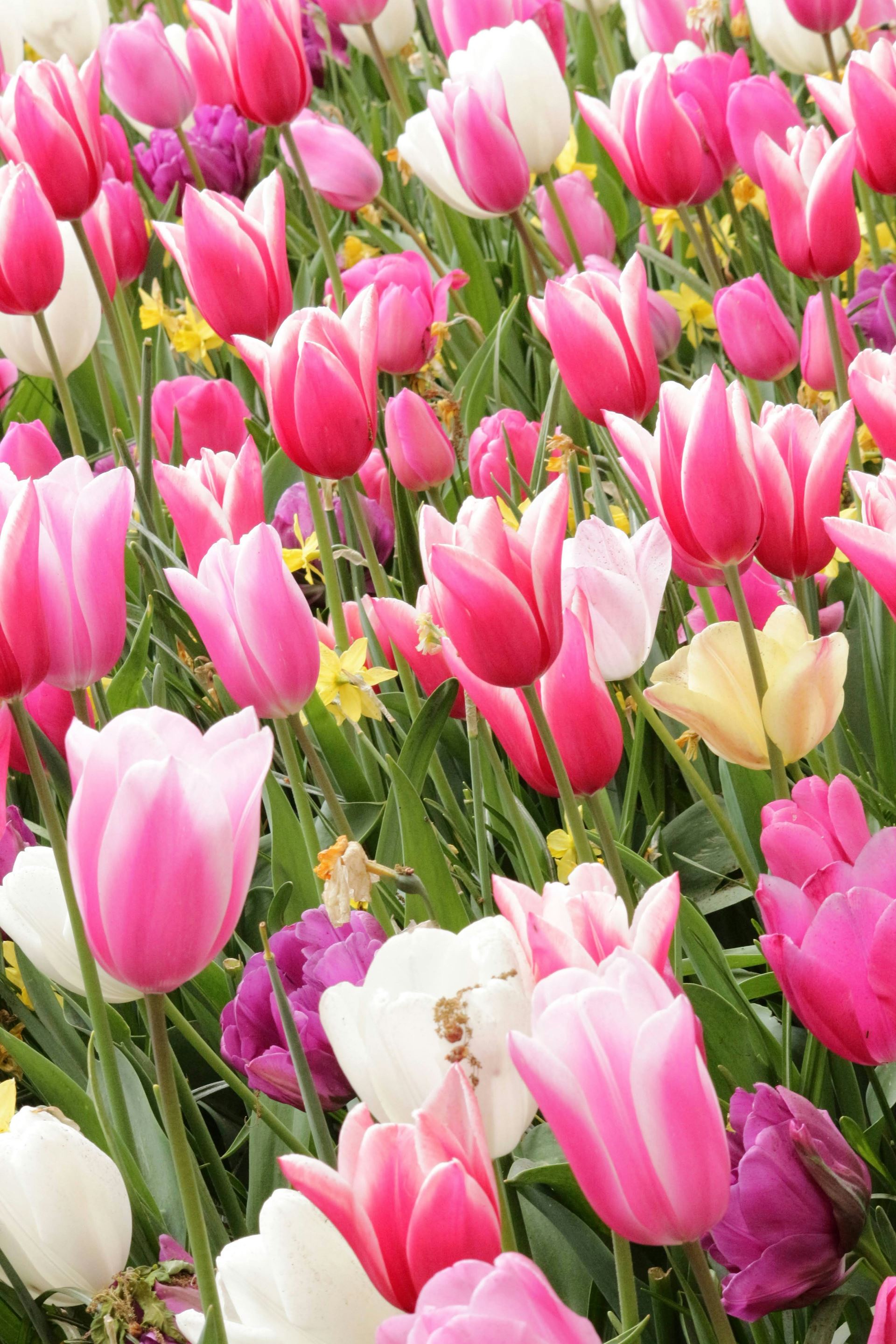 tulips spring flowers