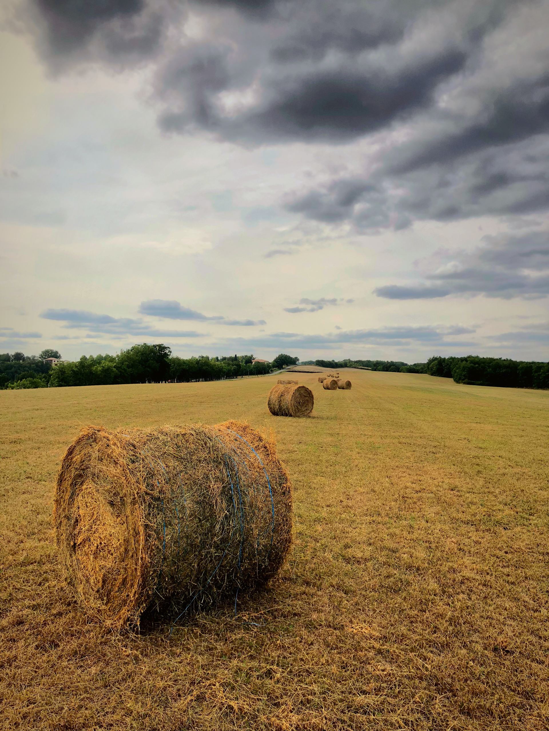 haybales in a field 