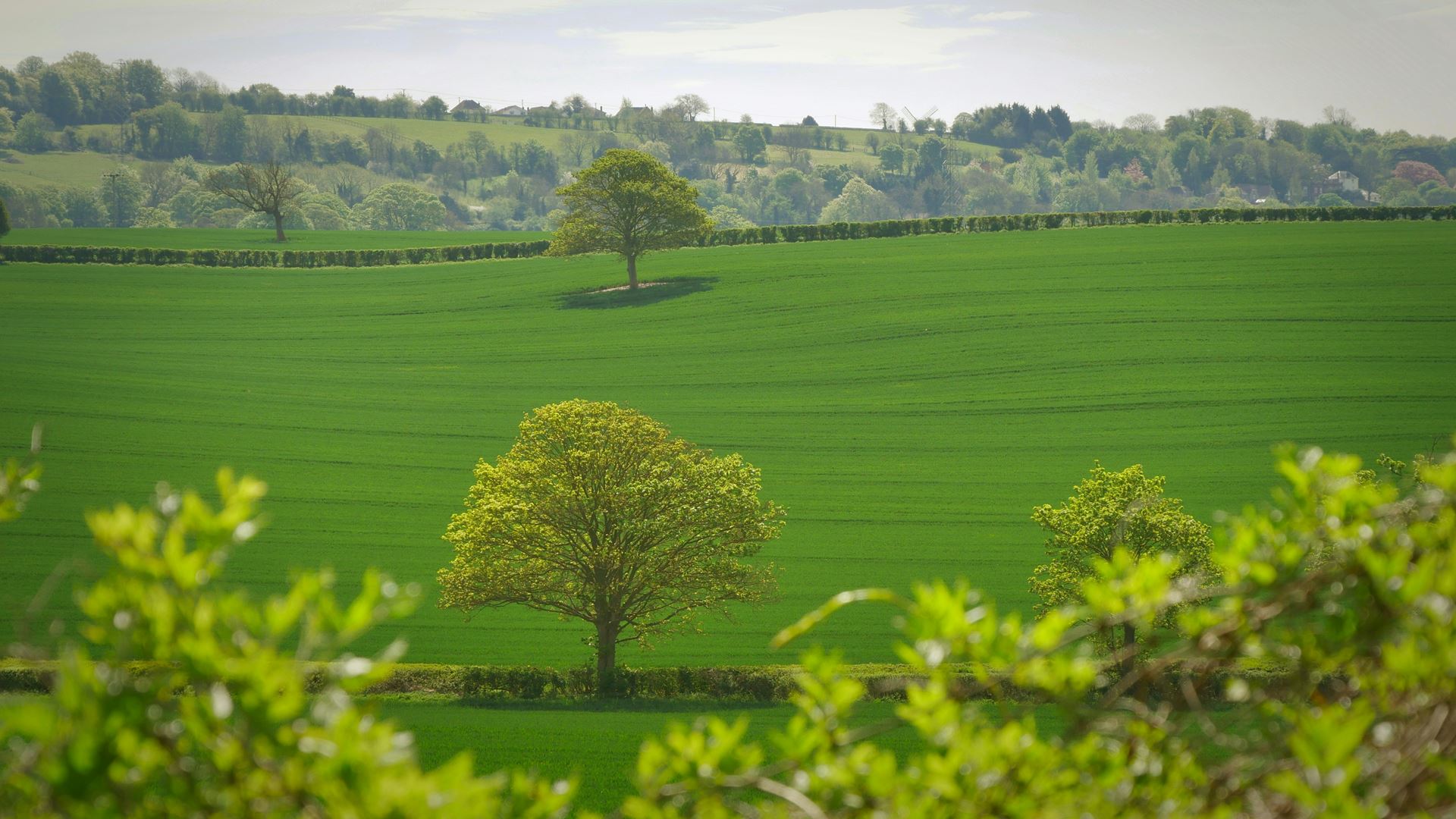 trees landscape green