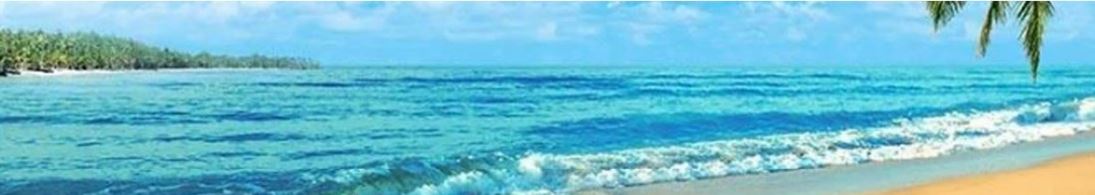 beach sea sun sand palm