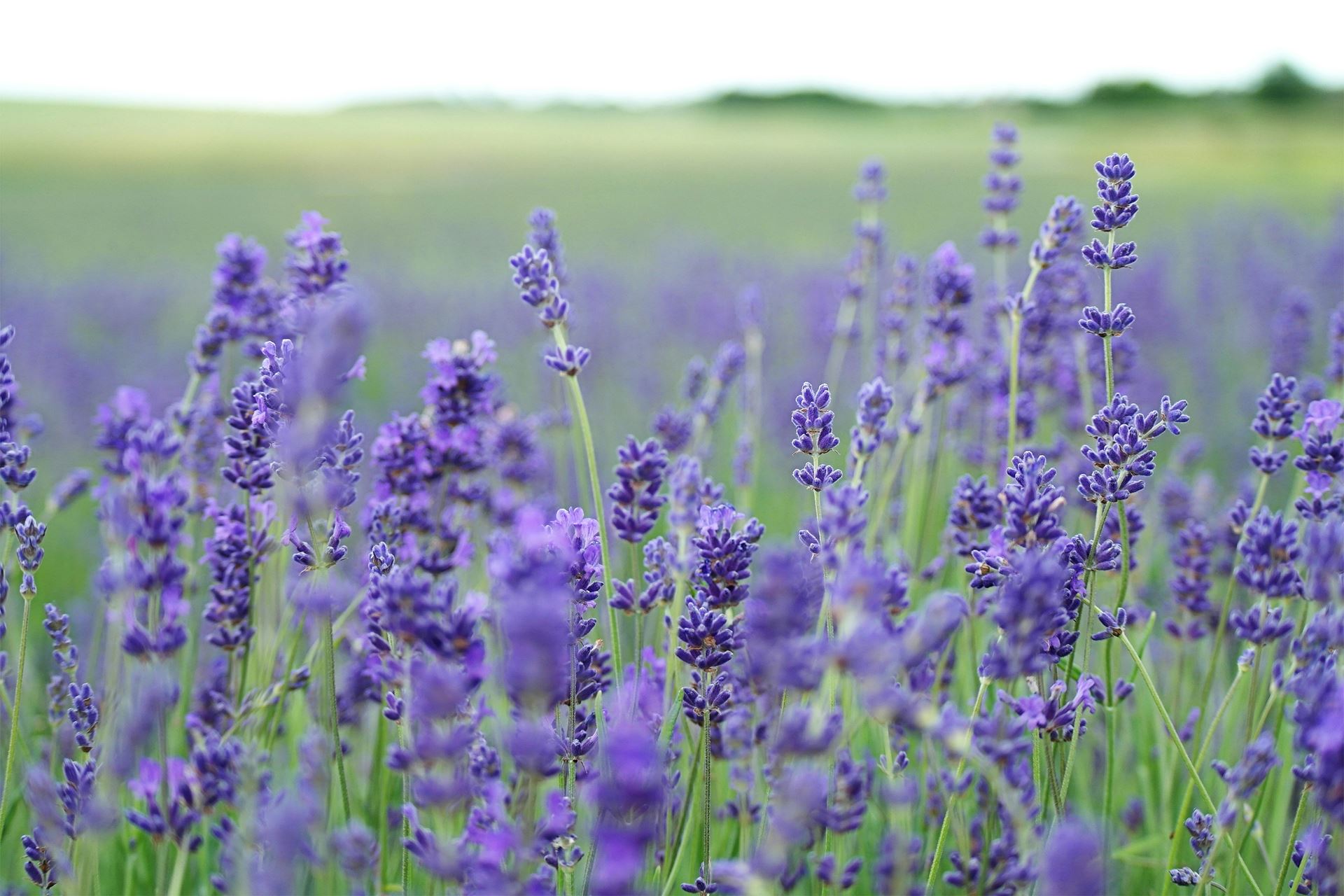 purple lavendar spring flowers